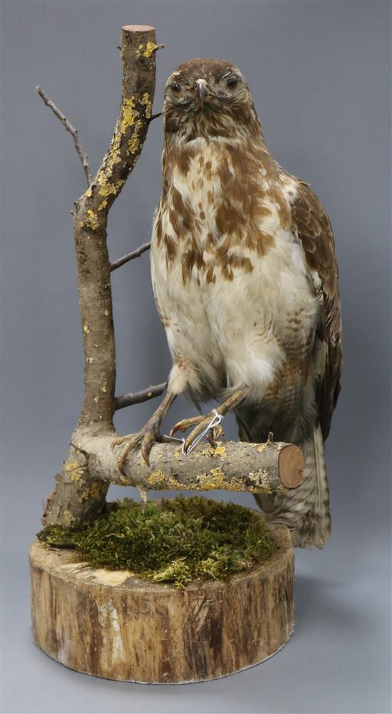 A taxidermic buzzard